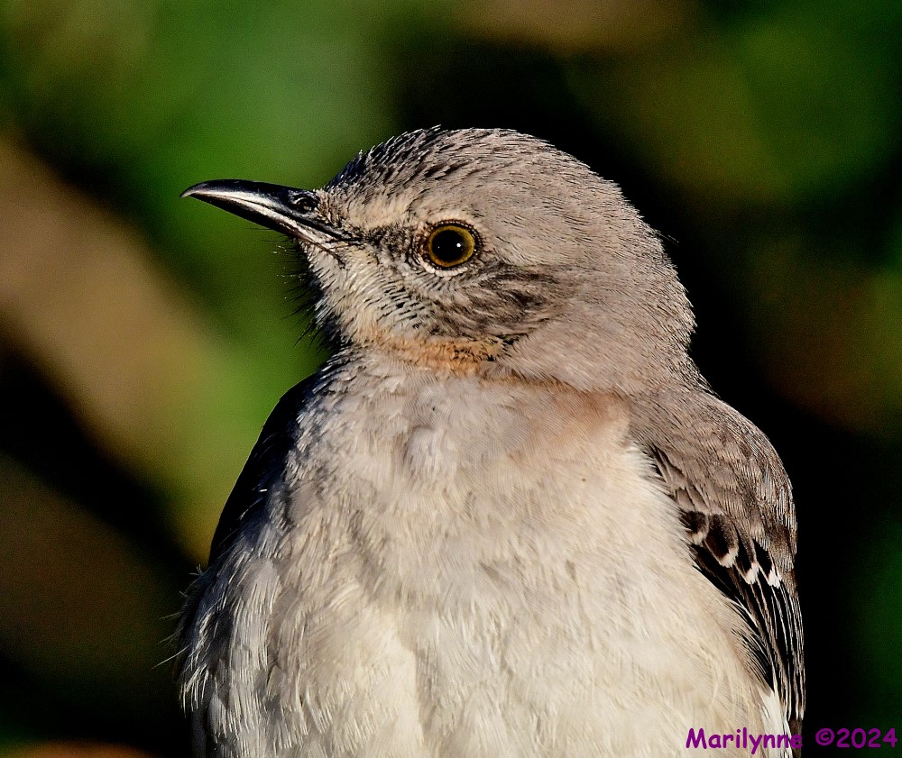 DSC_9501_001.JPG
