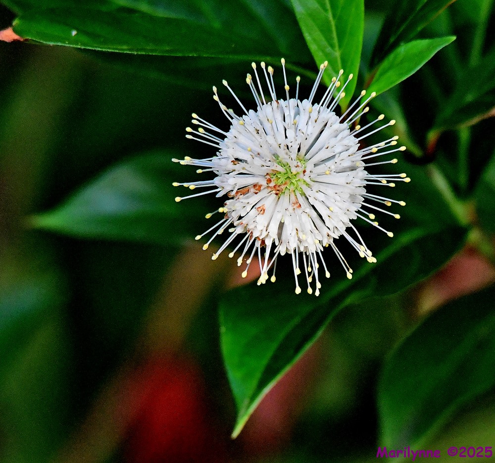 DSC_9502_001.JPG