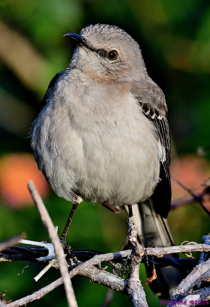 DSC_9507_001.JPG