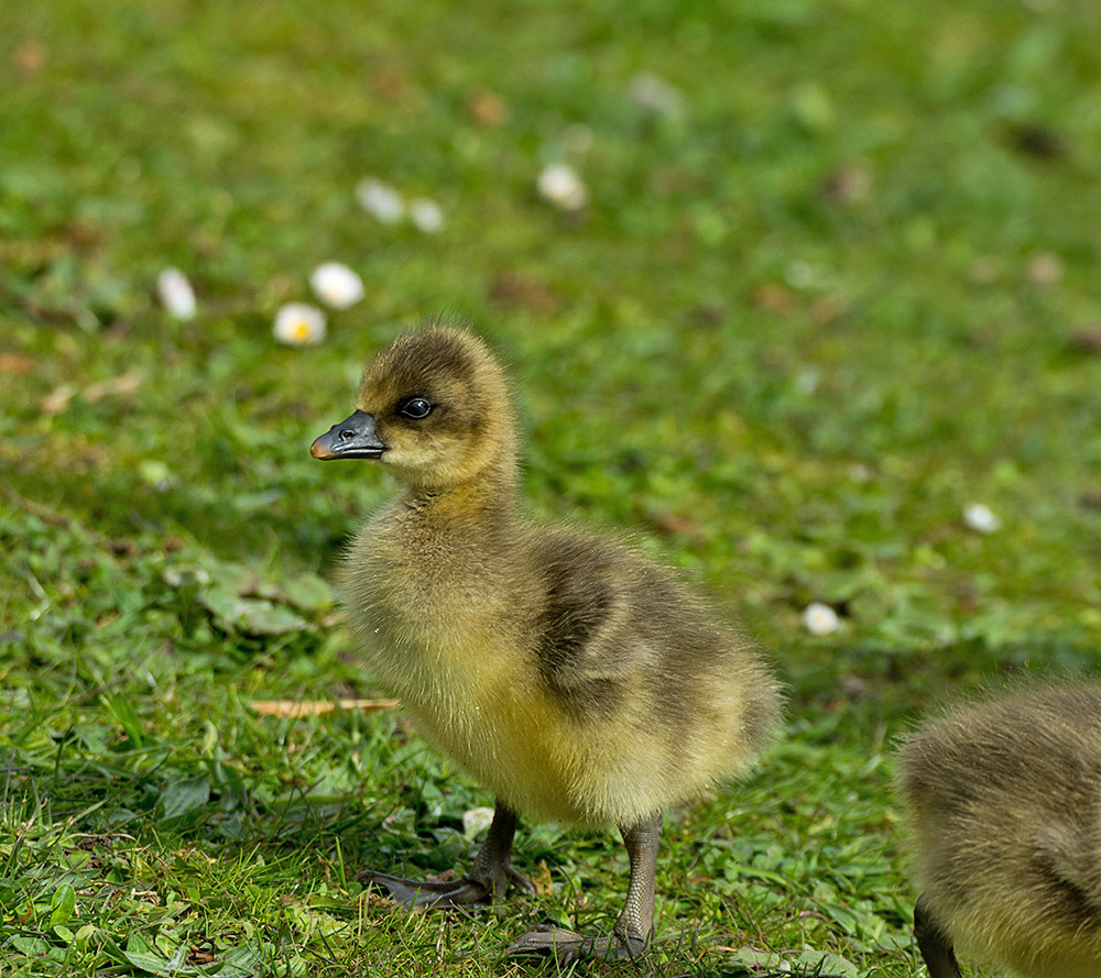 DSC_9509.jpg