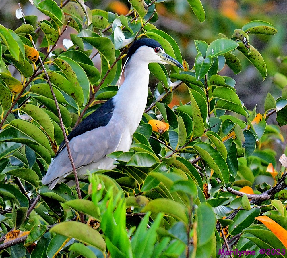 DSC_9511_001.JPG