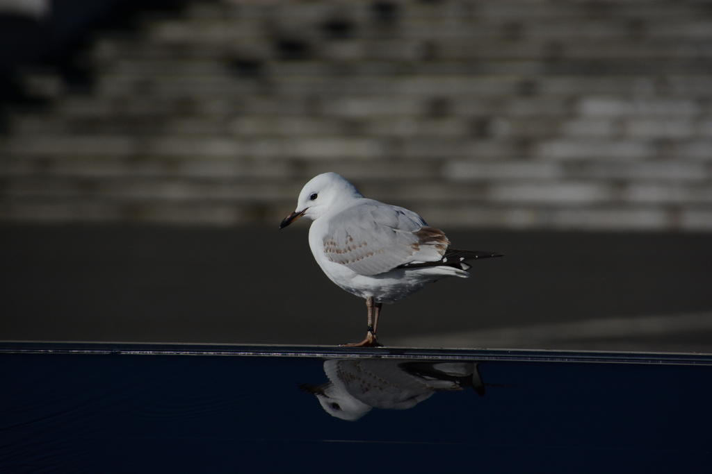 DSC_9514.jpg