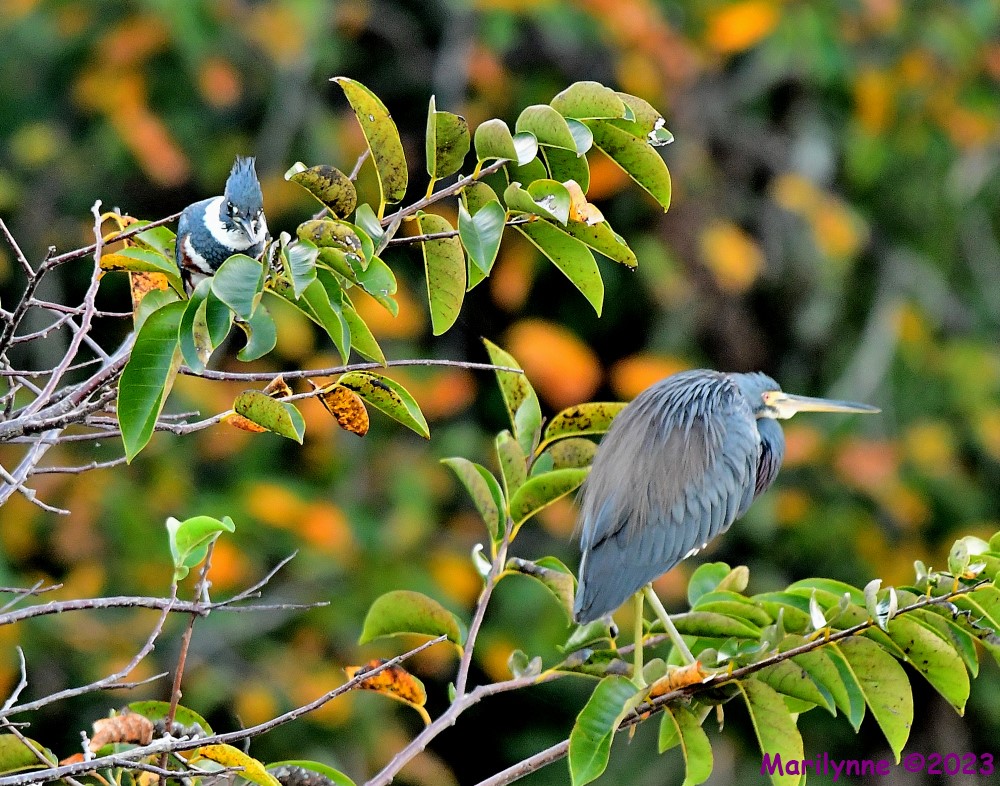 DSC_9514_001.JPG