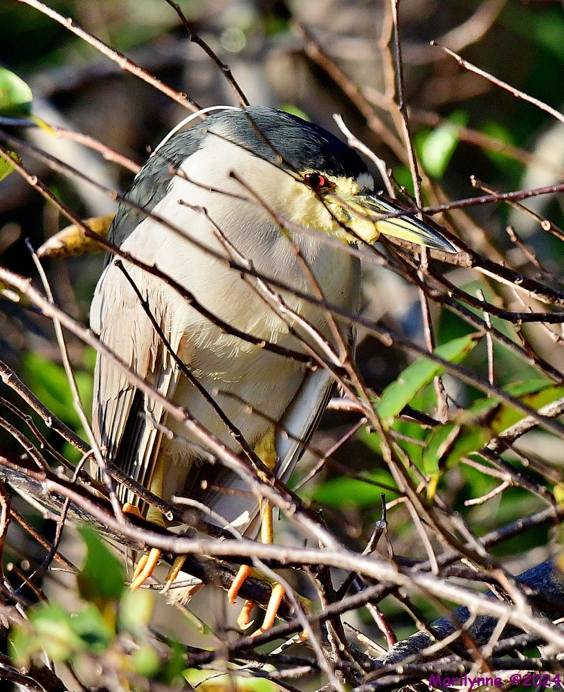 DSC_9515_001.JPG