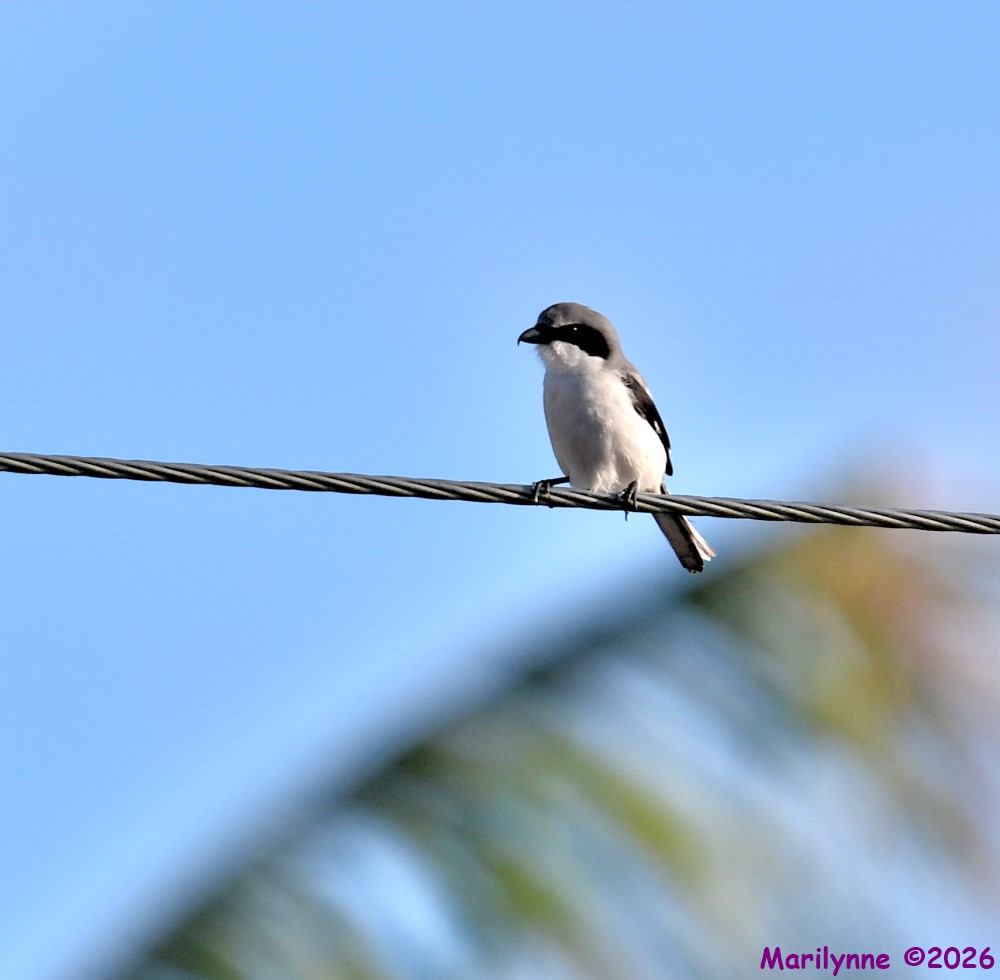 DSC_9516_001.JPG