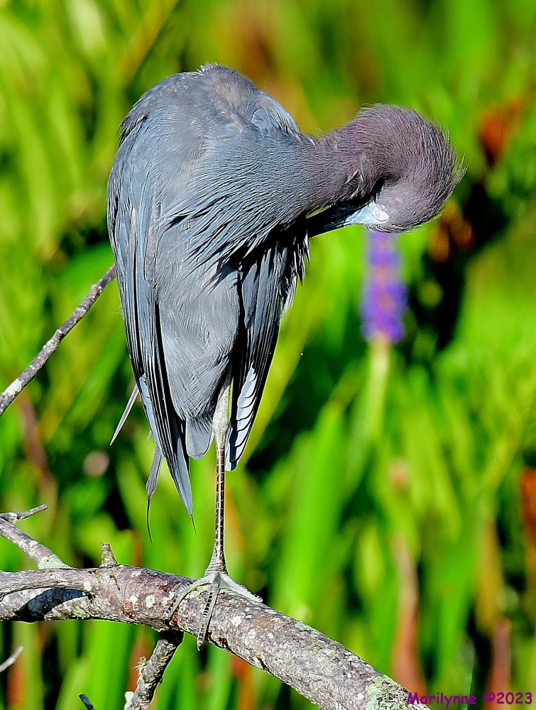 DSC_9518_001.JPG