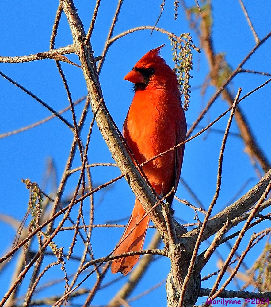 DSC_9518_001.JPG