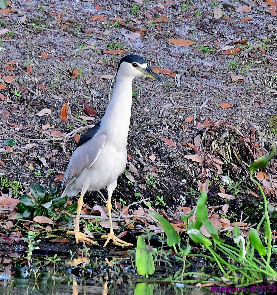 DSC_9519_001.JPG
