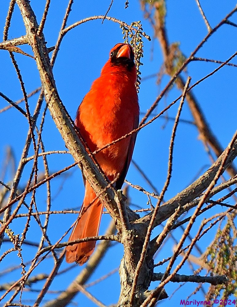 DSC_9521_001.JPG