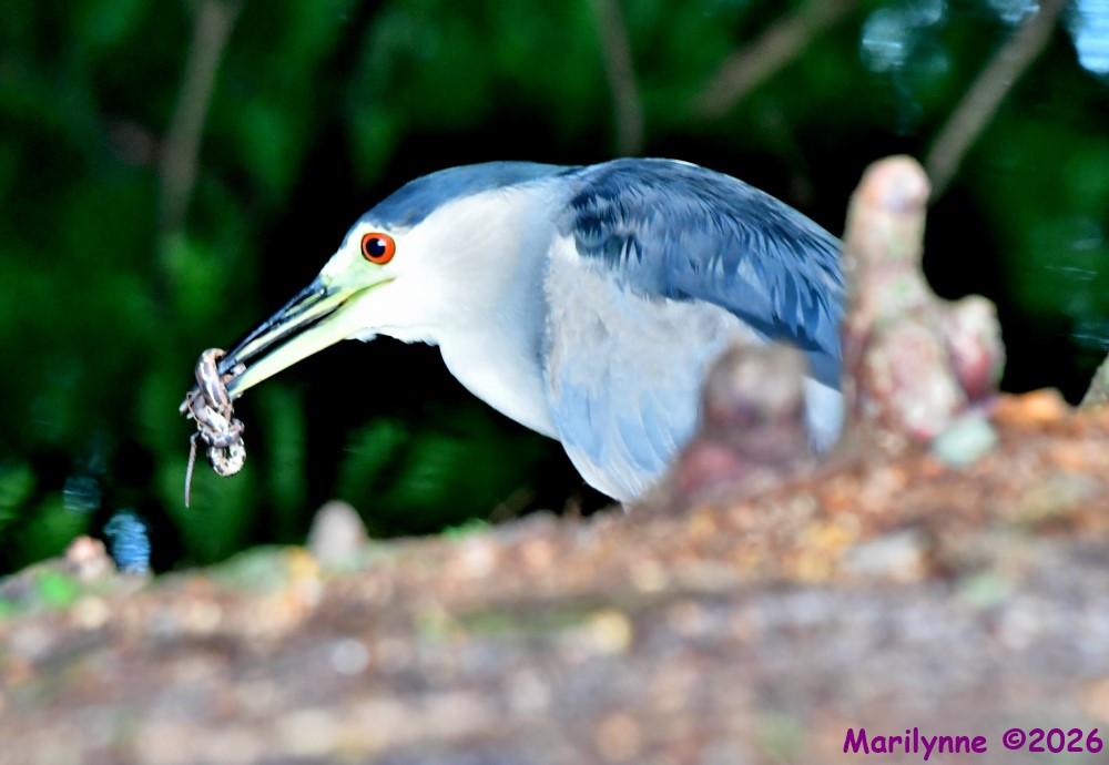 DSC_9521_001.JPG