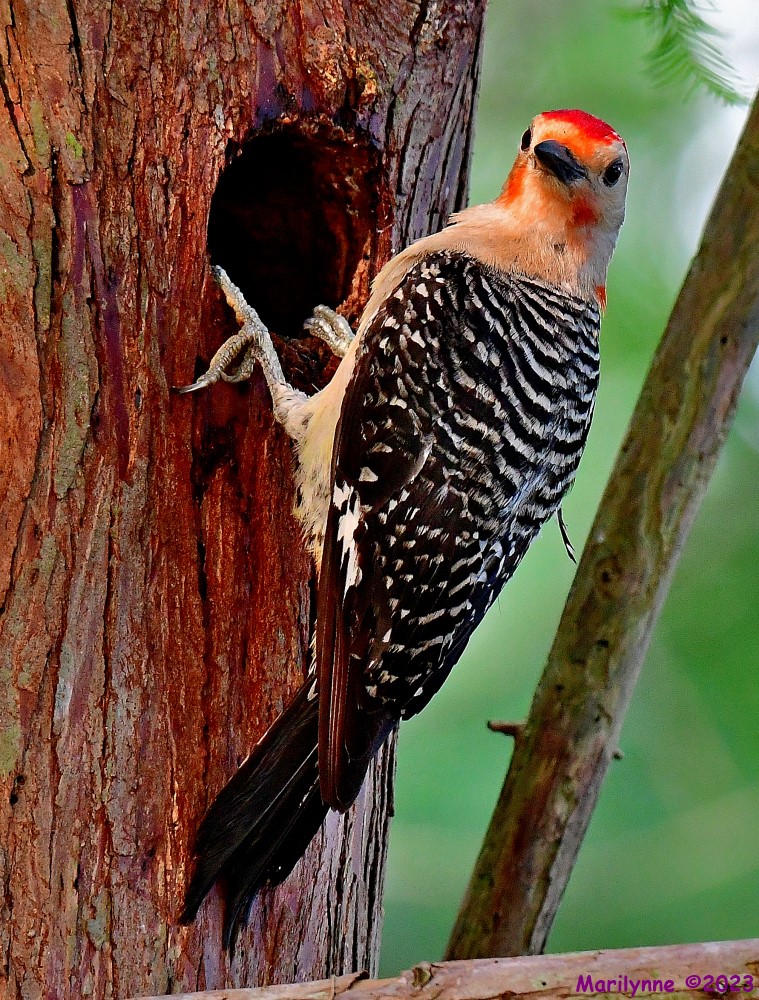 DSC_9524_001.JPG