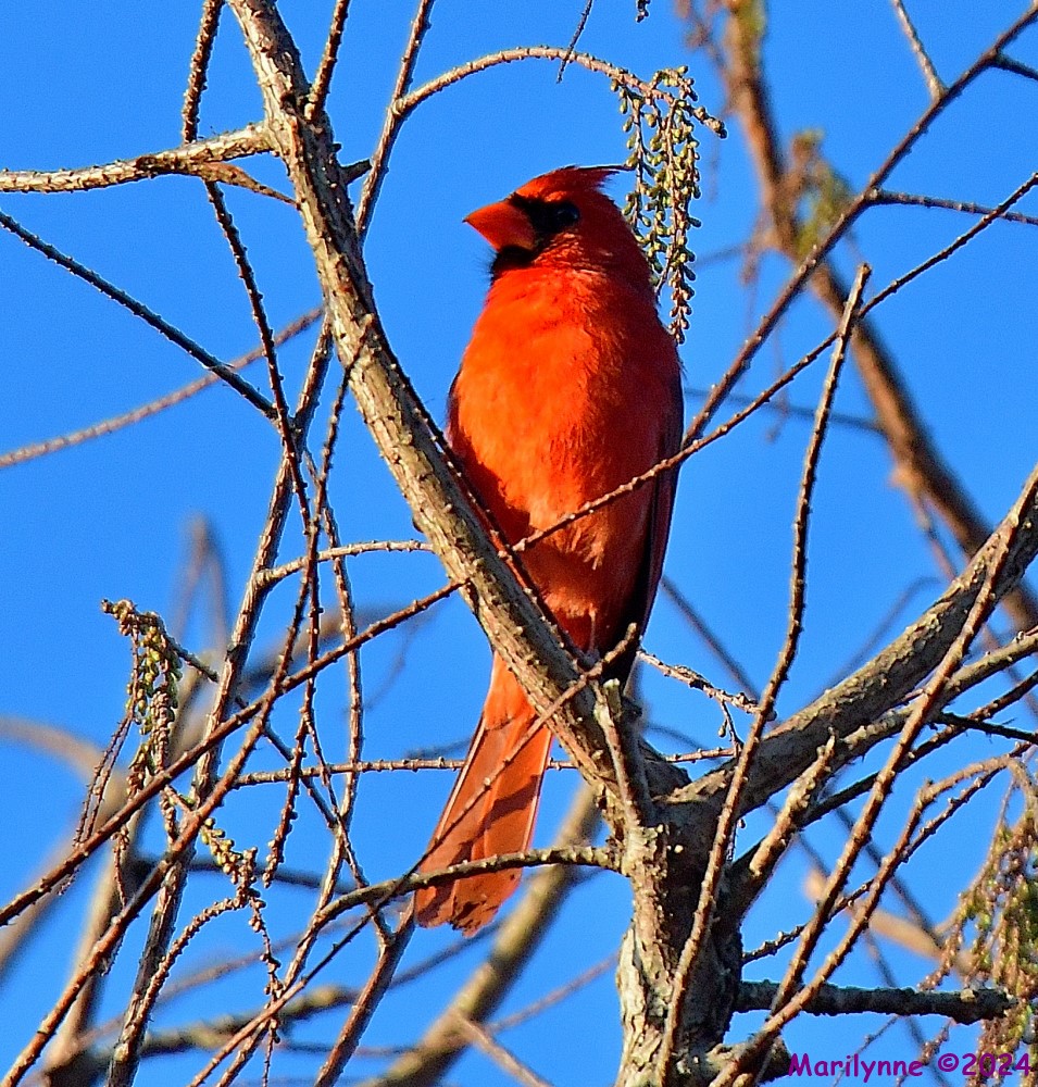 DSC_9524_001.JPG