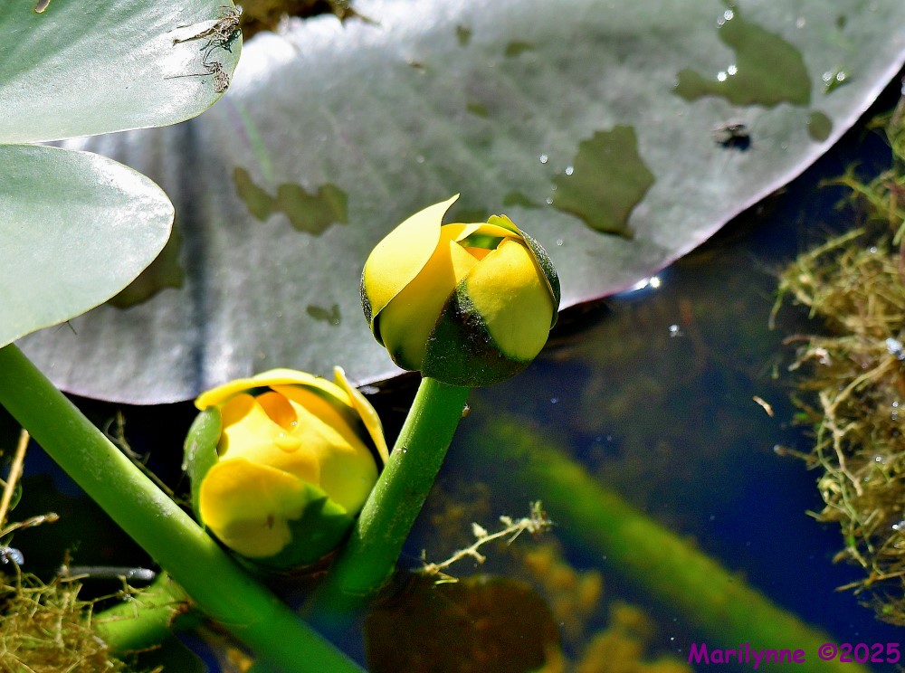 DSC_9524_001.JPG