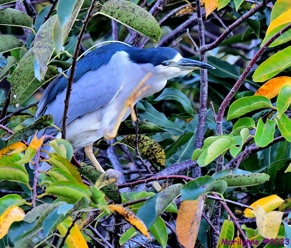 DSC_9525_001.JPG