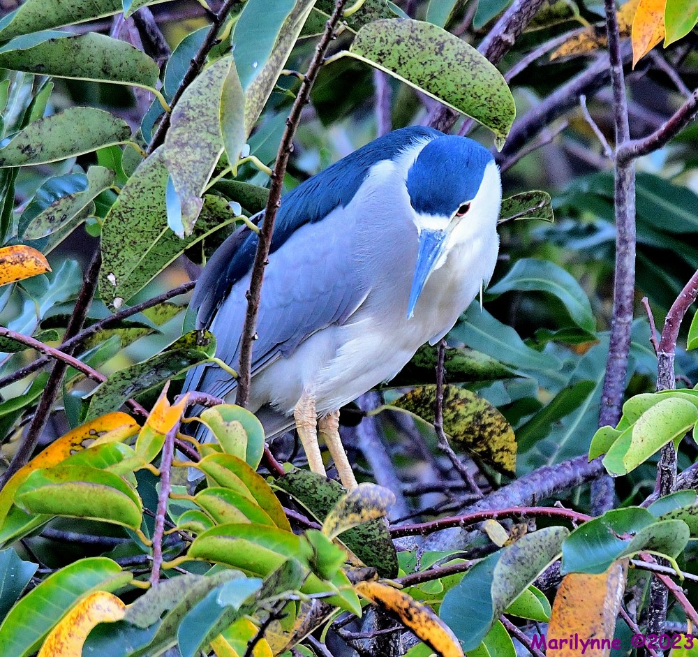 DSC_9527_001.JPG