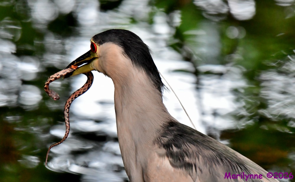 DSC_9528_001.JPG