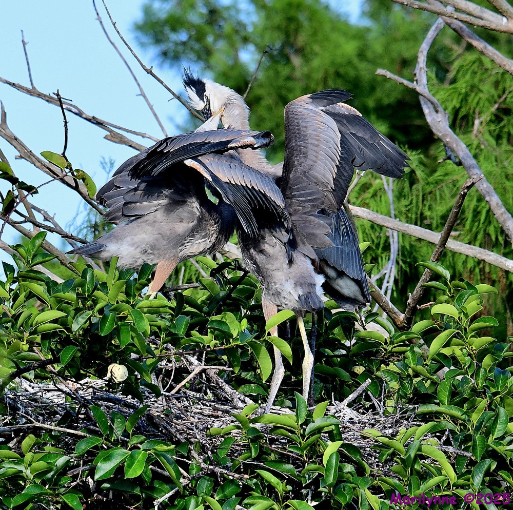 DSC_9529_001.JPG