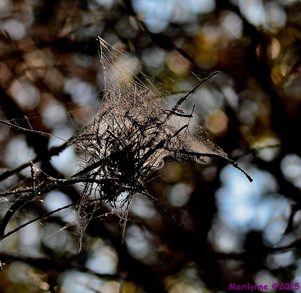 DSC_9530_001.JPG