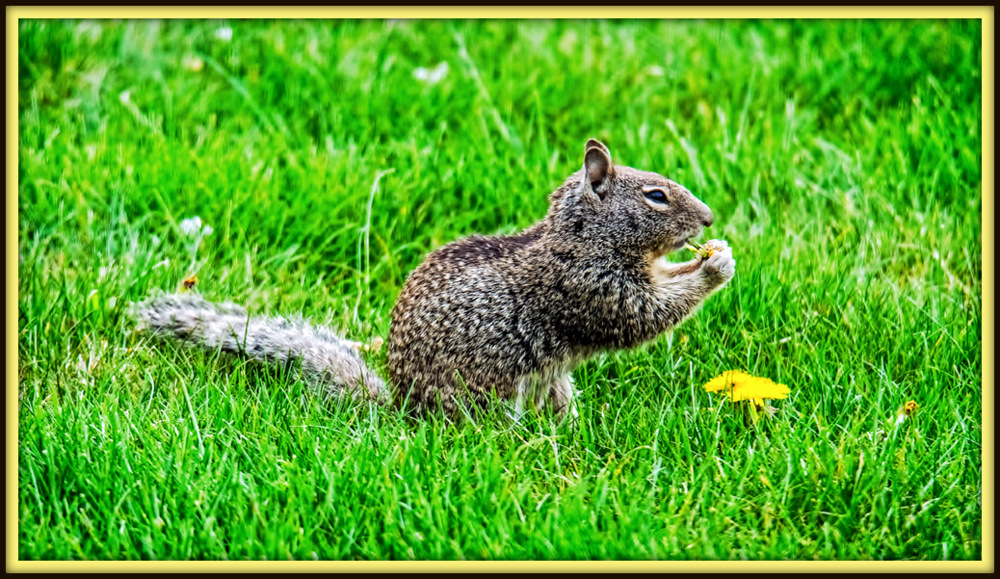 DSC_9532-Edit.jpg