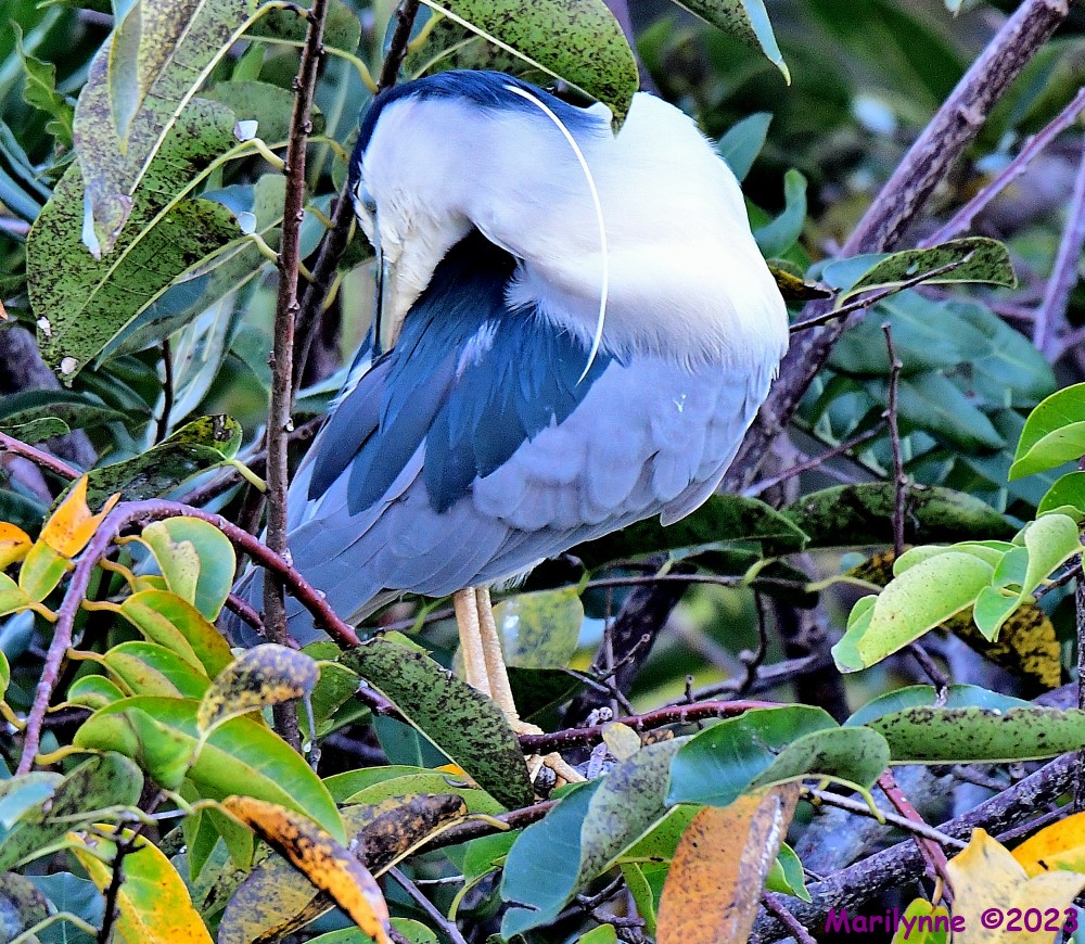 DSC_9532_001.JPG