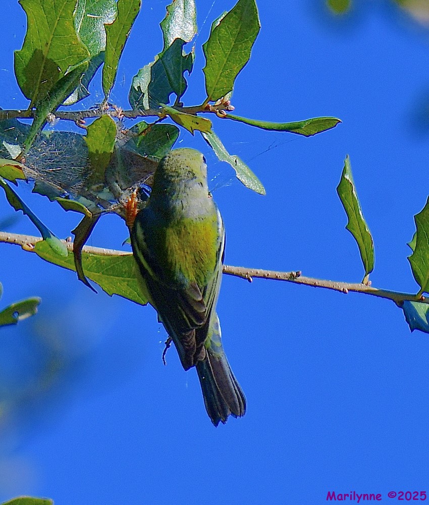 DSC_9532_001.JPG