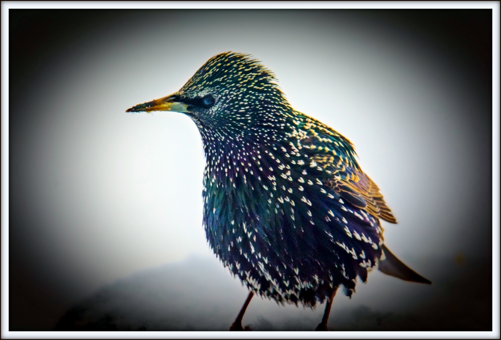 DSC_9533-Edit-Edit.jpg