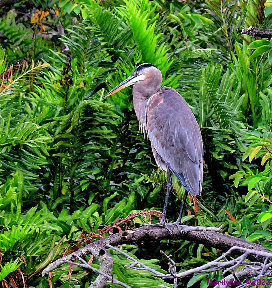 DSC_9533_001.JPG