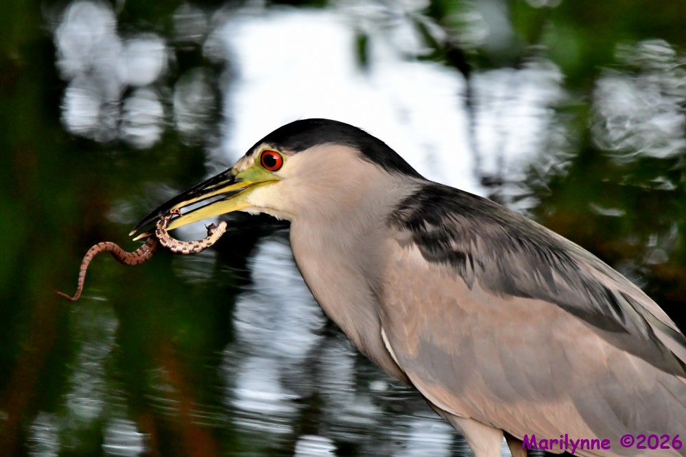 DSC_9534_001.JPG