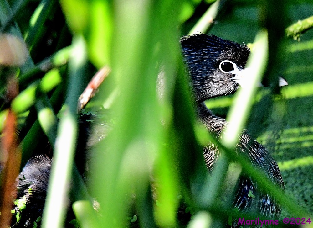 DSC_9535_001.JPG