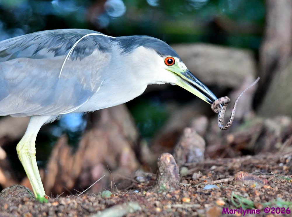 DSC_9535_001.JPG