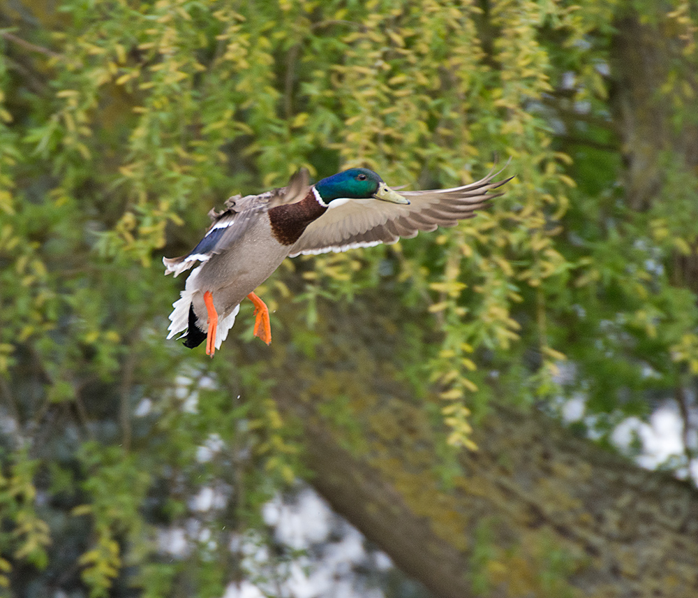 DSC_9536.jpg