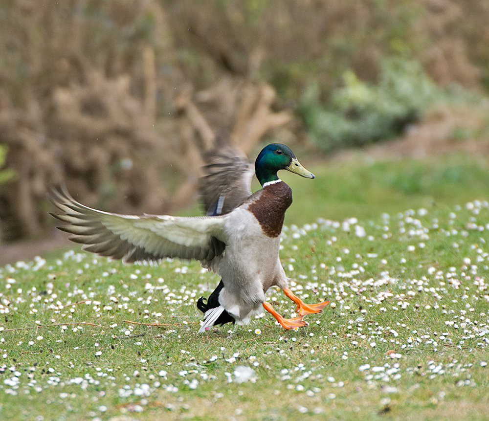DSC_9537.jpg