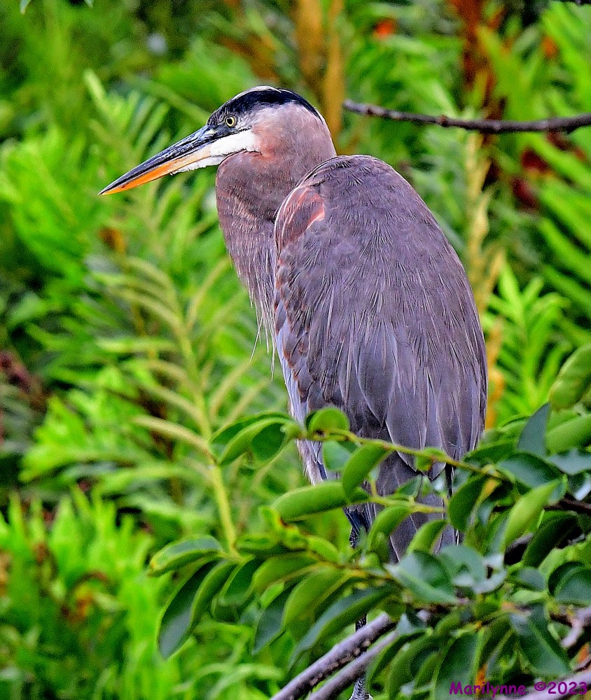 DSC_9537_001.JPG