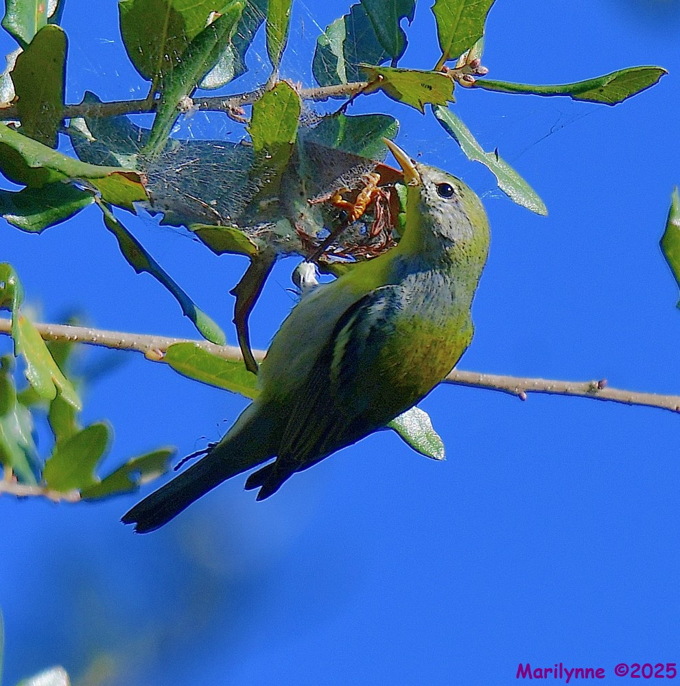 DSC_9537_001.JPG