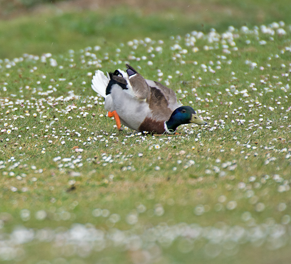 DSC_9538.jpg