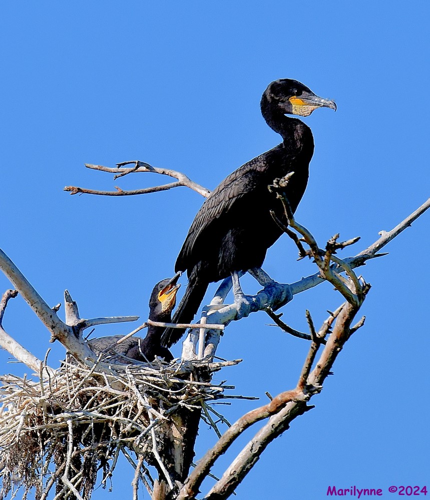 DSC_9541_001.JPG