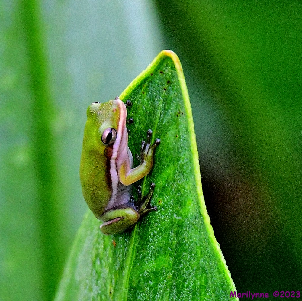 DSC_9542_001.JPG