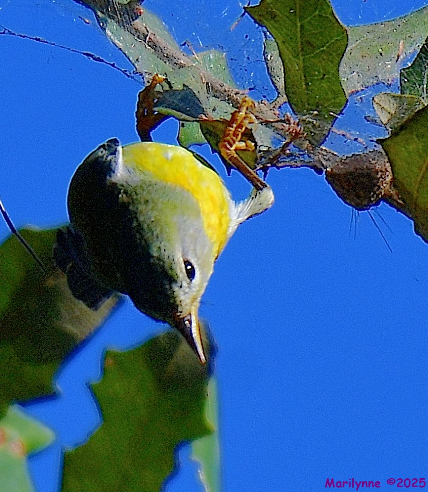 DSC_9542_001.JPG
