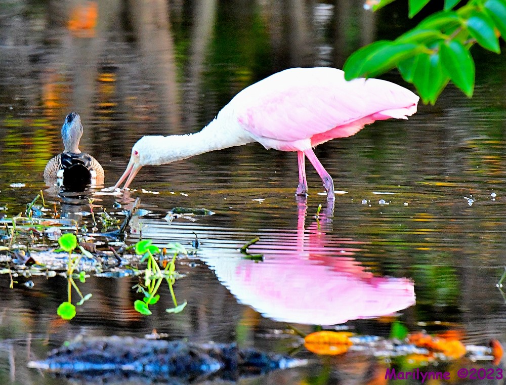 DSC_9544_001.JPG