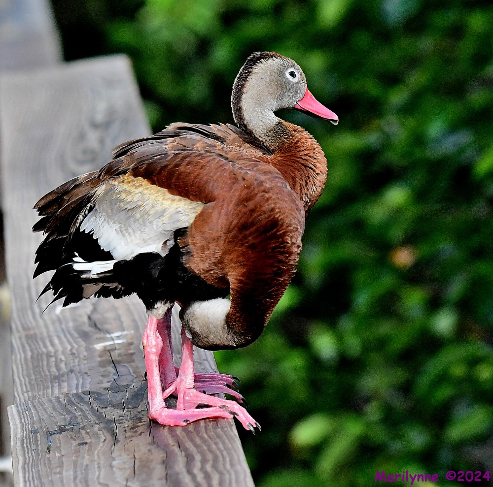 DSC_9544_001.JPG