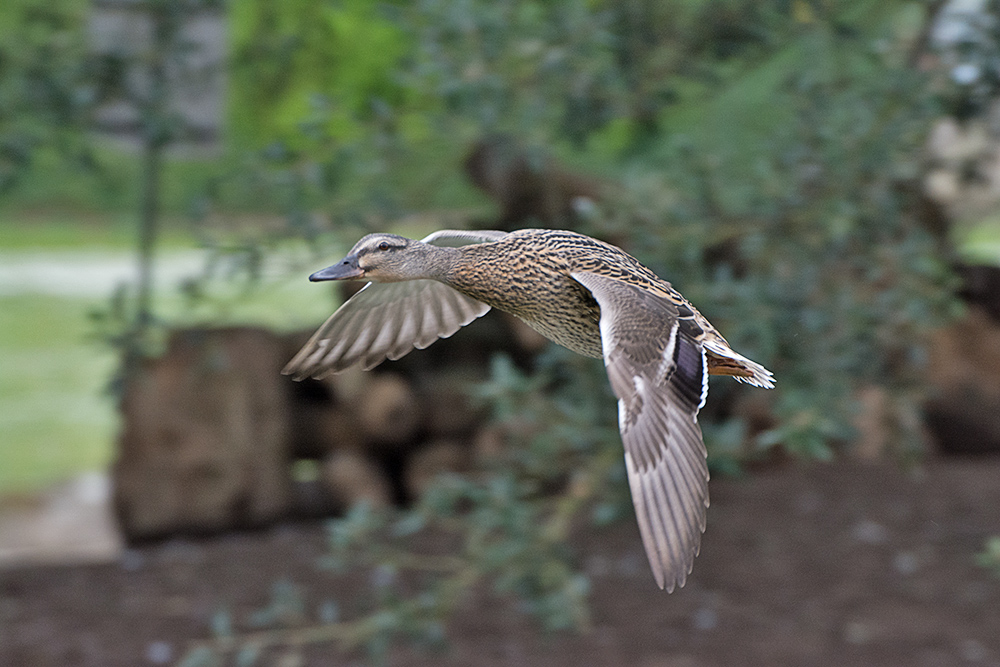DSC_9545.jpg