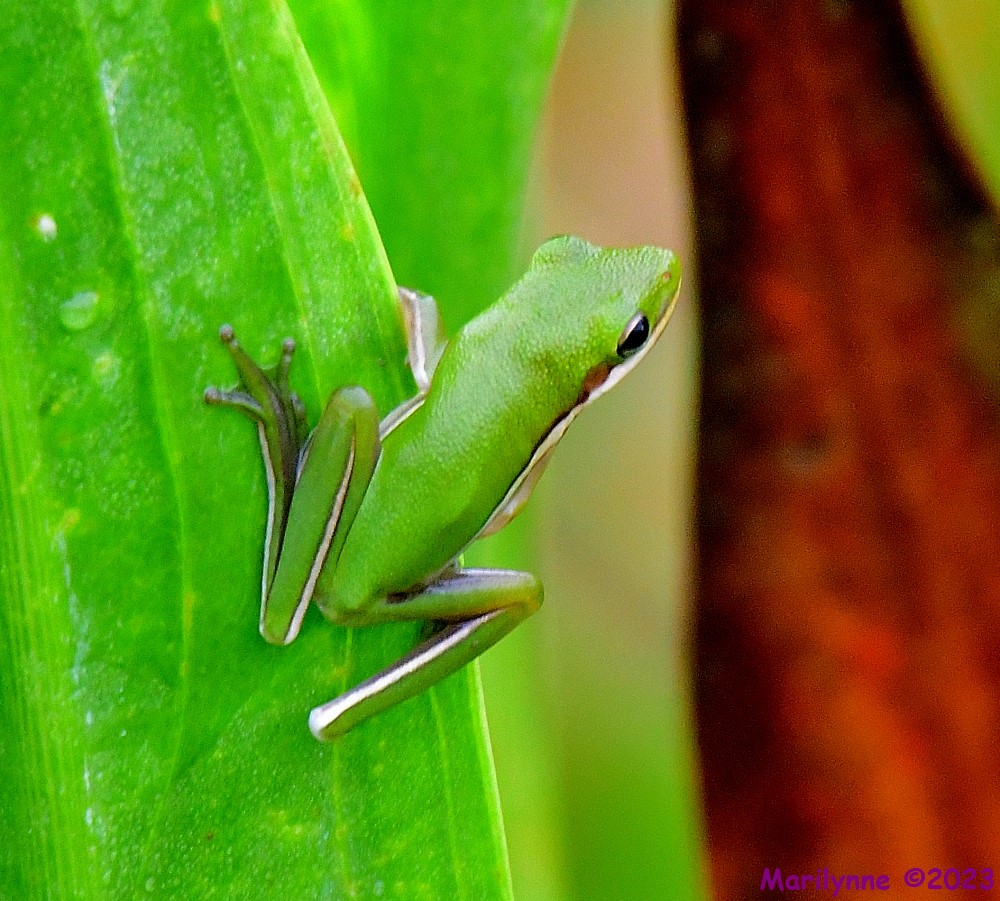DSC_9545_001.JPG
