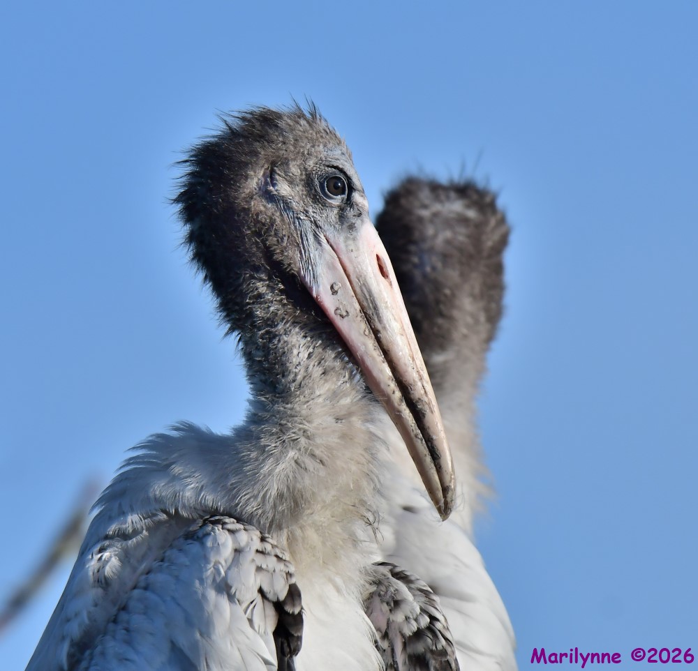 DSC_9545_001.JPG