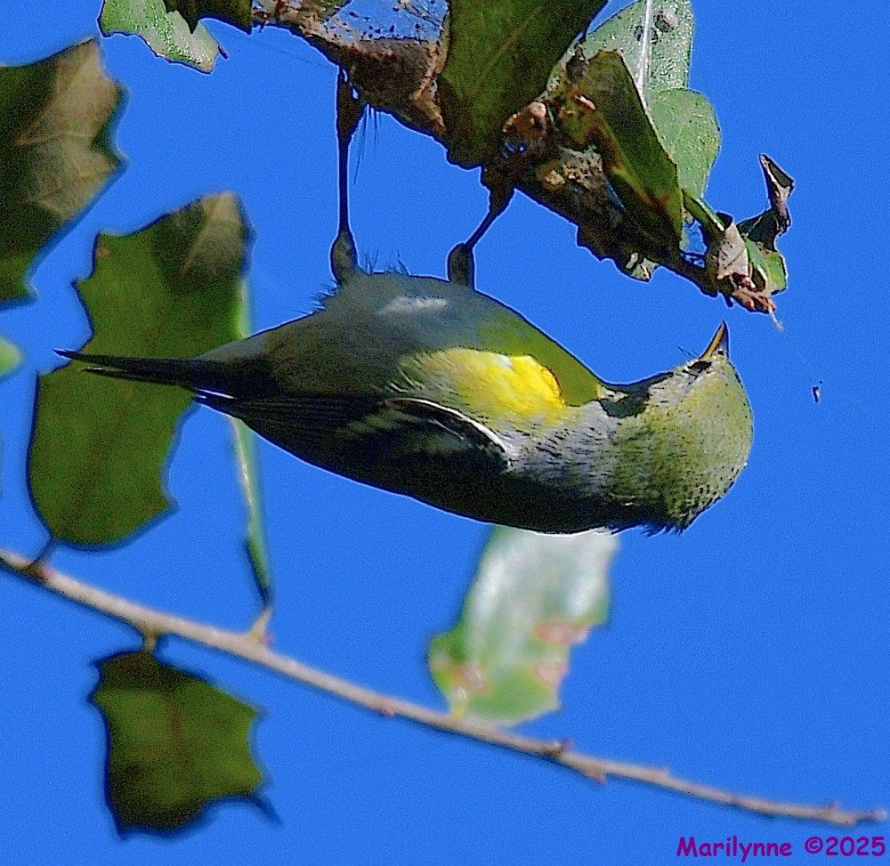 DSC_9546_001.JPG
