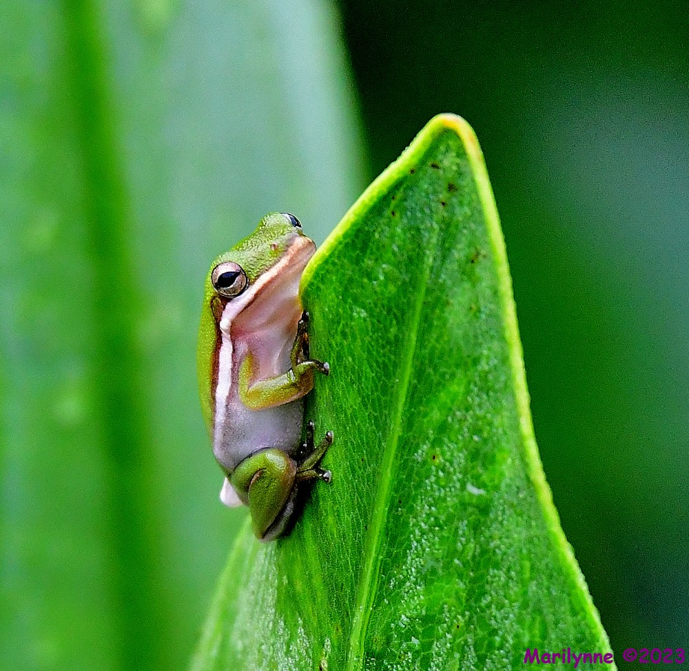 DSC_9547_001.JPG