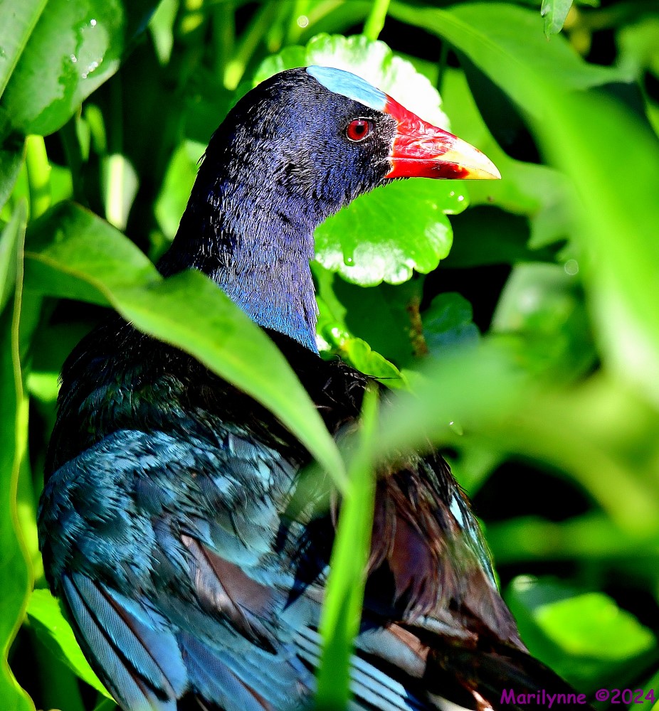 DSC_9547_001.JPG