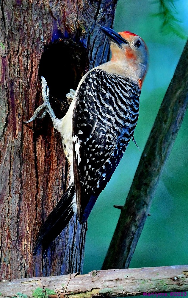 DSC_9549_001.JPG
