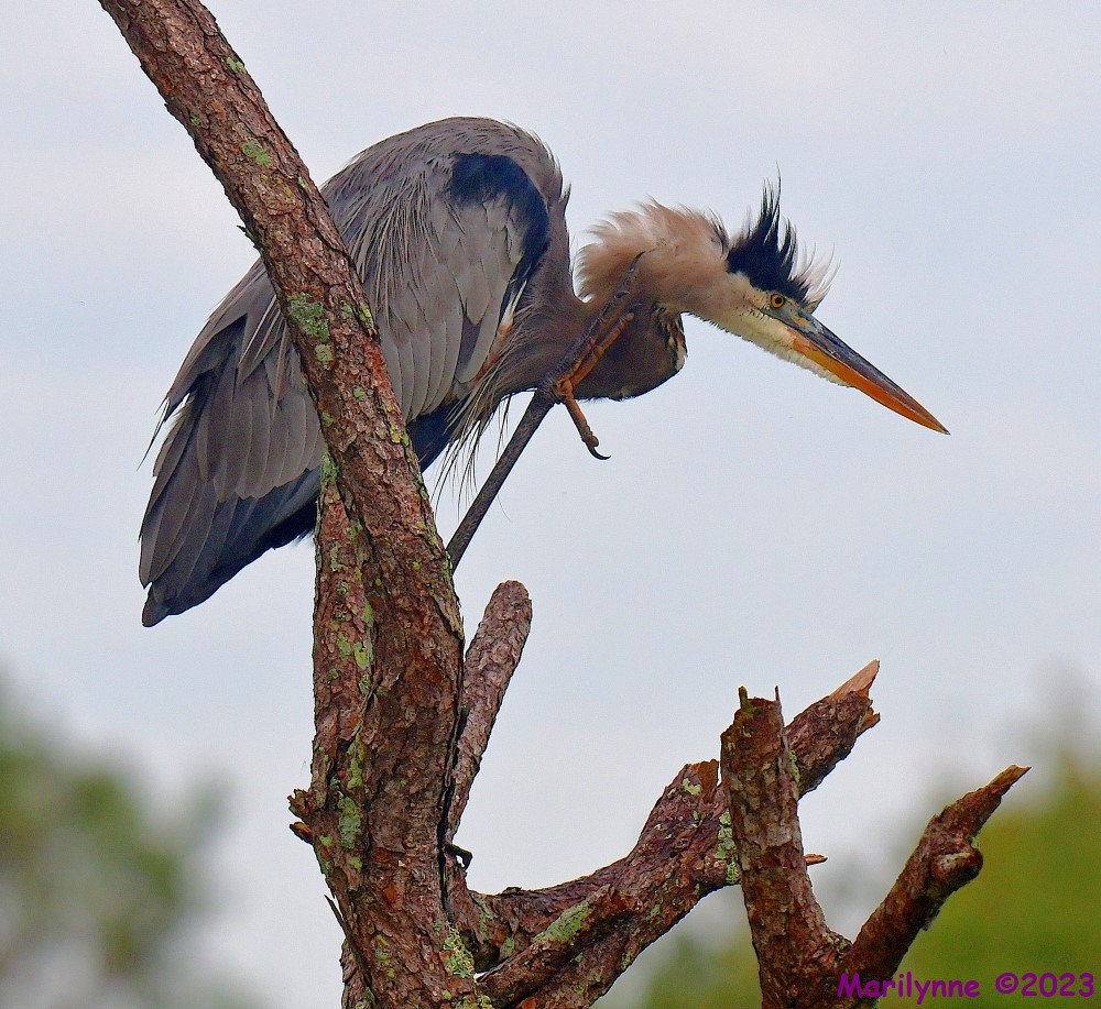 DSC_9551_001.JPG