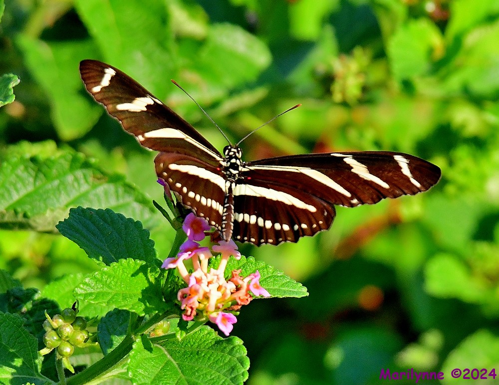 DSC_9553_001.JPG