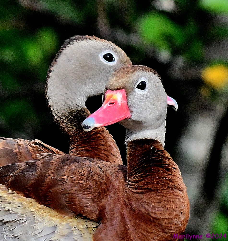 DSC_9553_001.JPG